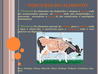 PERCURSO DO ALIMENTO 1º Percurso :  Os alimentos são deglutidos e chegam à  pança , onde são armazenados; passam  ao  barrete  onde são comprimidos, e  regressam  novamente à  boca . Aí são ensalivados e mastigados (ruminados). 2º Percurso :  Os alimentos passam do  esófago  para o  folhoso , onde a água é absorvida, e percorrem para a  coalheira , onde o suco gástrico vai digeri-los. Boca ->Esófago->Pança->Barrete->Boca->Esófago->Folhoso->Coalheira->Intestino 