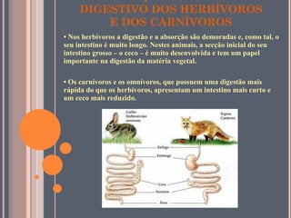 COMPARAÇÃO ENTRE O TUBO DIGESTIVO DOS HERBÍVOROS E DOS CARNÍVOROS •  Nos herbívoros a digestão e a absorção são demoradas e, como tal, o seu intestino é muito longo. Nestes animais, a secção inicial do seu intestino grosso – o ceco – é muito desenvolvida e tem um papel importante na digestão da matéria vegetal. •  Os carnívoros e os omnívoros, que possuem uma digestão mais rápida do que os herbívoros, apresentam um intestino mais curto e um ceco mais reduzido. 