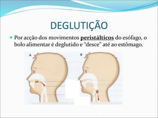 DEGLUTIÇÃO
 Por acção dos movimentos peristálticos do esófago, o
bolo alimentar é deglutido e “desce” até ao estômago.
 