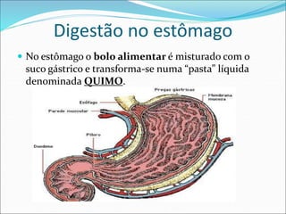 Digestão no estômago
 No estômago o bolo alimentar é misturado com o
suco gástrico e transforma-se numa “pasta” líquida
denominada QUIMO.
 