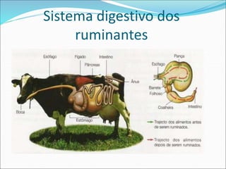 Sistema digestivo dos
ruminantes
 