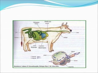Sistema digestivo e digestão