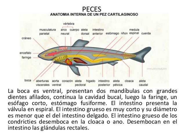 Sistema digestivo en animales