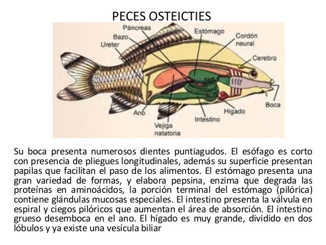 Sistema digestivo en animales