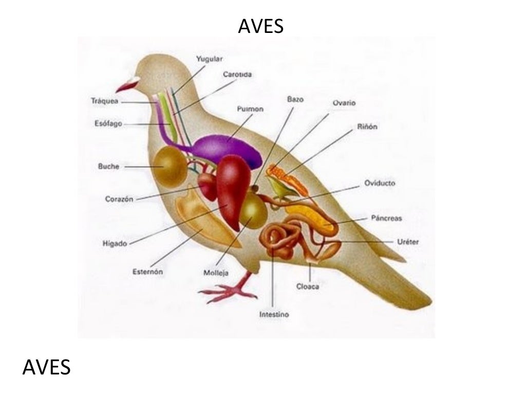 Sistema digestivo en animales