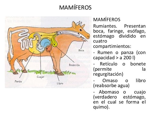 Sistema digestivo en animales