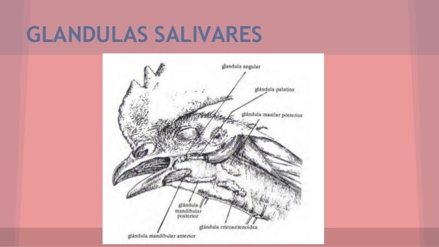 Sistema digestivo en aves