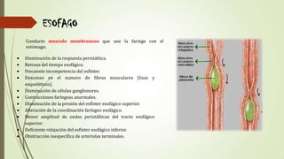 ESOFAGO
Conducto musculo membranoso que une la faringe con el
estómago.
Disminución de la respuesta peristáltica.
Retraso ...
