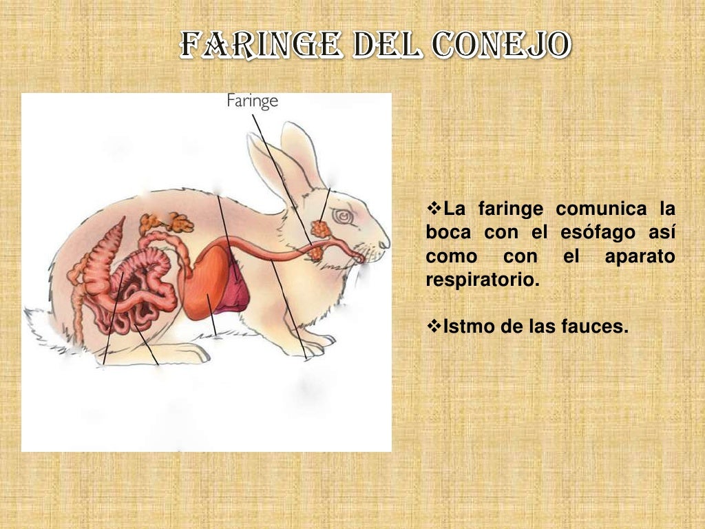 Sistema digestivo en_mamiferos_conejos