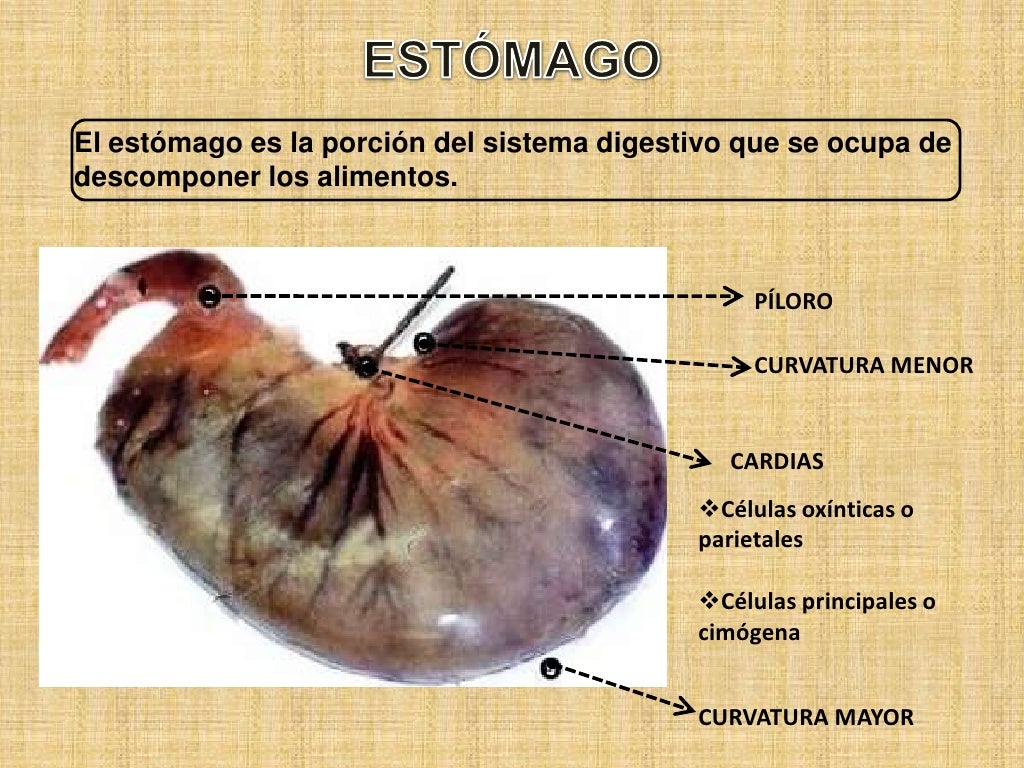 Sistema digestivo en_mamiferos_conejos