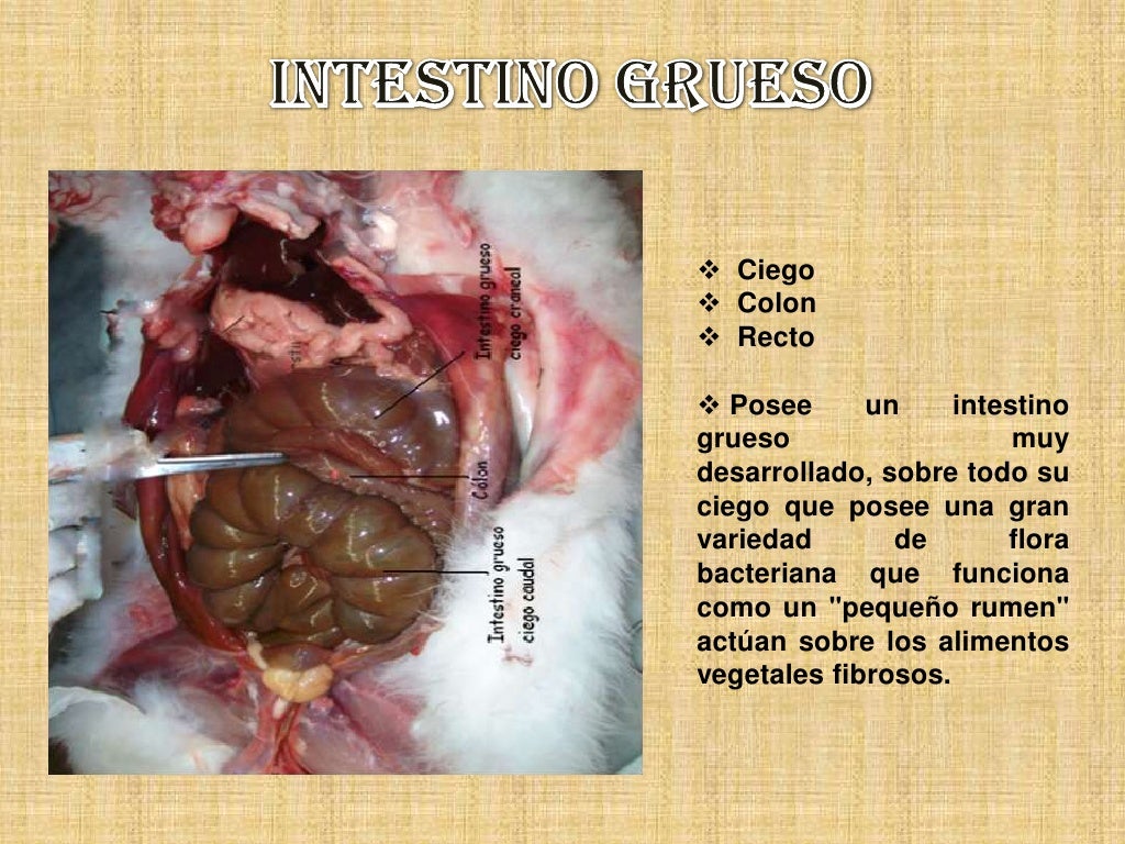 Sistema digestivo en_mamiferos_conejos