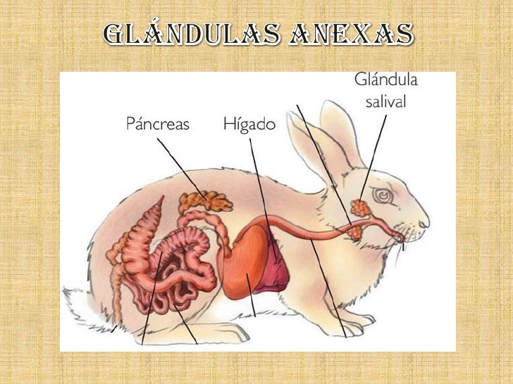 Sistema digestivo en_mamiferos_conejos Sistema digestivo en_mamiferos_conejos