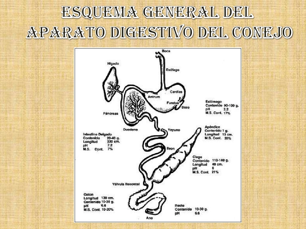 Sistema digestivo en_mamiferos_conejos