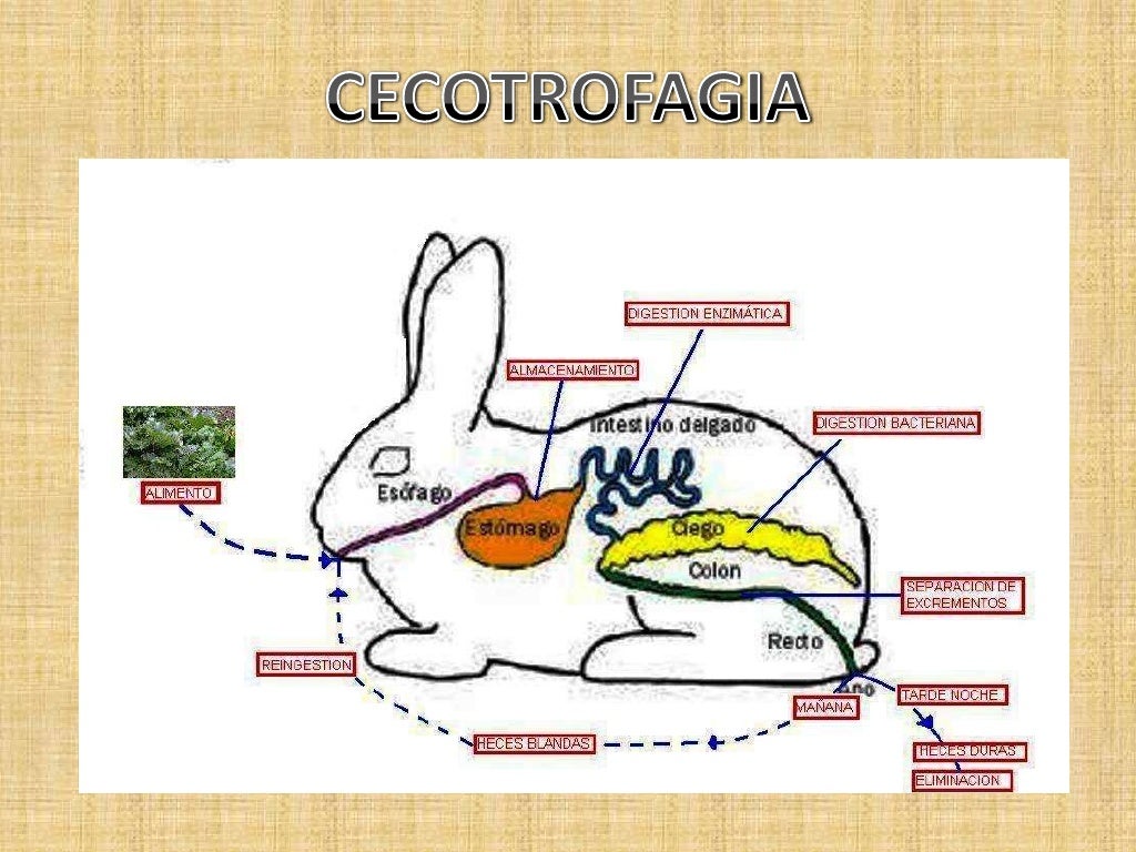Sistema digestivo en_mamiferos_conejos