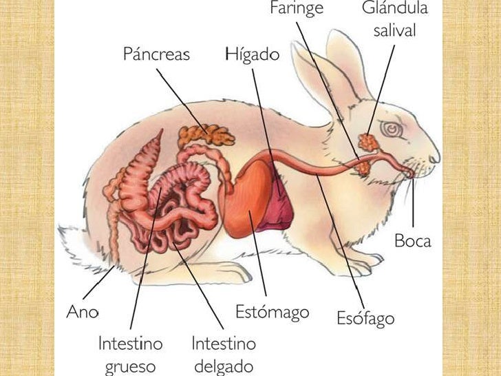 Sistema digestivo en_mamiferos_conejos