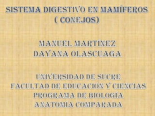 SISTEMA DIGESTIVO EN MAMÍFEROS ( CONEJOS) MANUEL MARTÍNEZ DAYANA OLASCUAGA UNIVERSIDAD DE SUCRE FACULTAD DE EDUCACIÓN Y CIENCIAS PROGRAMA DE BIOLOGÍA ANATOMÍA COMPARADA 