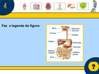 Núcleo de estágio de Biologia/Geologia ? 4 Faz  a legenda da figura: Boca  Intestino delgado Intestino grosso Estômago Fígado Esófago Ânus  Glândulas salivares Faringe  Pâncreas 