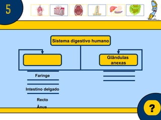 Núcleo de estágio de Biologia/Geologia ? 5 Sistema digestivo humano Glândulas  anexas Faringe Intestino delgado Recto Ânus  