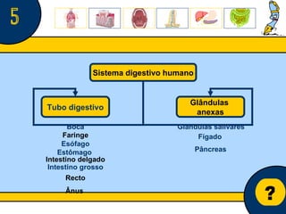 Núcleo de estágio de Biologia/Geologia ? 5 Sistema digestivo humano Tubo digestivo Glândulas  anexas Faringe Intestino delgado Boca Esófago Estômago   Intestino   grosso Glândulas salivares Fígado  Pâncreas Recto Ânus  
