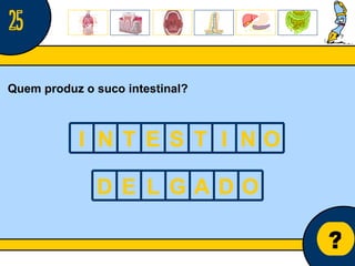 Núcleo de estágio de Biologia/Geologia ? Quem produz o suco intestinal? 25 I N T E S T I N O D E L G A D O 