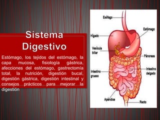 Estómago, los tejidos del estómago, la
capa mucosa, fisiología gástrica,
afecciones del estómago, gastrectomía
total, la nutrición, digestión bucal,
digestión gástrica, digestión intestinal y
consejos prácticos para mejorar la
digestión
 