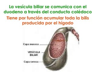 Sistema digestivo Anatomia y fisiologia | PPTX