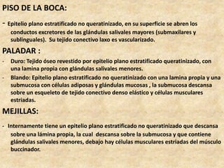 PISO DE LA BOCA:
- Epitelio plano estratificado no queratinizado, en su superficie se abren los
conductos excretores de las glándulas salivales mayores (submaxilares y
sublinguales). Su tejido conectivo laxo es vascularizado.
PALADAR :
- Duro: Tejido óseo revestido por epitelio plano estratificado queratinizado, con
una lamina propia con glándulas salivales menores.
- Blando: Epitelio plano estratificado no queratinizado con una lamina propia y una
submucosa con células adiposas y glándulas mucosas , la submucosa descansa
sobre un esqueleto de tejido conectivo denso elástico y células musculares
estriadas.
MEJILLAS:
- Internamente tiene un epitelio plano estratificado no queratinizado que descansa
sobre una lámina propia, la cual descansa sobre la submucosa y que contiene
glándulas salivales menores, debajo hay células musculares estriadas del músculo
buccinador.
 