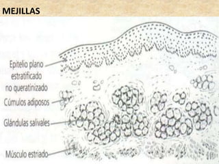 MEJILLAS
 