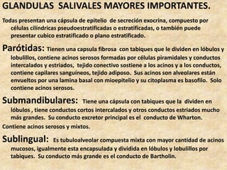 GLANDULAS SALIVALES MAYORES IMPORTANTES.
Todas presentan una cápsula de epitelio de secreción exocrina, compuesto por
células cilíndricas pseudoestratificadas o estratificadas, o también puede
presentar cubico estratificado o plano estratificado.
Parótidas: Tienen una capsula fibrosa con tabiques que le dividen en lóbulos y
lobulillos, contiene acinos serosos formadas por células piramidales y conductos
intercalados y estriados, tejido conectivo sostiene a los acinos y a los conductos,
contiene capilares sanguíneos, tejido adiposo. Sus acinos son alveolares están
envueltos por una lamina basal con mioepitelio y su citoplasma es basofilo. Solo
contiene acinos serosos.
Submandibulares: Tiene una cápsula con tabiques que la dividen en
lóbulos , tiene conductos cortos intercalados y otros conductos estriados mucho
más grandes. Su conducto excretor principal es el conducto de Wharton.
Contiene acinos serosos y mixtos.
Sublingual: Es tubuloalveolar compuesta mixta con mayor cantidad de acinos
mucosos, igualmente esta encapsulada y dividida en lóbulos y lobulillos por
tabiques. Su conducto más grande es el conducto de Bartholin.
 