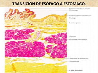 TRANSICIÓN DE ESÓFAGO A ESTOMAGO.
 