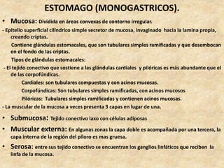 ESTOMAGO (MONOGASTRICOS).
• Mucosa: Dividida en áreas convexas de contorno irregular.
- Epitelio superficial cilíndrico simple secretor de mucosa, invaginado hacia la lamina propia,
creando criptas.
Contiene glándulas estomacales, que son tubulares simples ramificadas y que desembocan
en el fondo de las criptas.
Tipos de glándulas estomacales:
- El tejido conectivo que sostiene a las glándulas cardiales y pilóricas es más abundante que el
de las corpofúndicas.
Cardiales: son tubulares compuestas y con acinos mucosas.
Corpofúndicas: Son tubulares simples ramificadas, con acinos mucosos
Pilóricas: Tubulares simples ramificadas y contienen acinos mucosas.
- La muscular de la mucosa a veces presenta 3 capas en lugar de una.
• Submucosa: Tejido conectivo laxo con células adiposas
• Muscular externa: En algunas zonas la capa doble es acompañada por una tercera, la
capa interna de la región del píloro es mas gruesa.
• Serosa: entre sus tejido conectivo se encuentran los ganglios linfáticos que reciben la
linfa de la mucosa.
 
