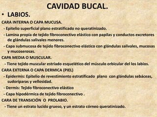 CAVIDAD BUCAL.
• LABIOS.
CARA INTERNA O CAPA MUCUSA.
- Epitelio superficial plano estratificado no queratinizado.
- Lamina propia de tejido fibroconectivo elástico con papilas y conductos excretores
de glándulas salivales menores.
- Capa submucosa de tejido fibroconectivo elástico con glándulas salivales, mucosas
y mucoserosas.
CAPA MEDIA O MUSCULAR.
- Tiene tejido muscular estriado esquelético del músculo orbicular del los labios.
CARA EXTERNA O CAPA DERMICA (PIEL)
- Epidermis: Epitelio de revestimiento estratificado plano con glándulas sebáceas,
sudoríparas y vellosidad.
- Dermis: Tejido fibroconectivo elástico
- Capa hipodérmica de tejido fibroconectivo .
CARA DE TRANSICIÓN O PROLABIO.
- Tiene un estrato lucido grueso, y un estrato córneo queratinizado.
 