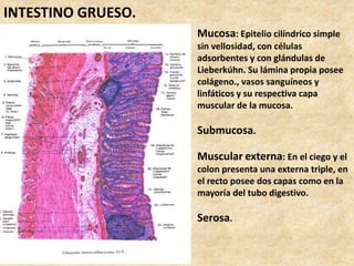 INTESTINO GRUESO.
Mucosa: Epitelio cilíndrico simple
sin vellosidad, con células
adsorbentes y con glándulas de
Lieberkúhn. Su lámina propia posee
colágeno., vasos sanguíneos y
linfáticos y su respectiva capa
muscular de la mucosa.
Submucosa.
Muscular externa: En el ciego y el
colon presenta una externa triple, en
el recto posee dos capas como en la
mayoría del tubo digestivo.
Serosa.
 