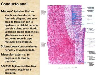Conducto anal.
Mucosa: Epitelio cilíndrico
simple en el conducto con
forma de pliegues, que en el
área de transición con la
epidermis o piel del periano,
cambia a plano estratificado.
Su lámina propia contiene las
glándulas anales, está se
encuentra sobre la capa
muscular de la mucosa.
Submucosa: Con abundantes
nervios y es vascularizada.
Muscular externa: Se
engrosa en la zona de
transición.
Serosa: Tejido conectivo laxo
con vasos sanguíneos y
capilares.
 