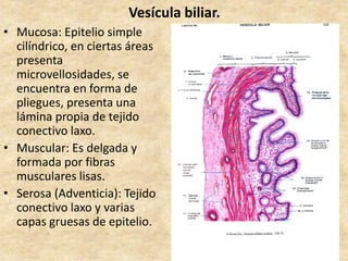 Vesícula biliar.
• Mucosa: Epitelio simple
cilíndrico, en ciertas áreas
presenta
microvellosidades, se
encuentra en forma de
pliegues, presenta una
lámina propia de tejido
conectivo laxo.
• Muscular: Es delgada y
formada por fibras
musculares lisas.
• Serosa (Adventicia): Tejido
conectivo laxo y varias
capas gruesas de epitelio.
 