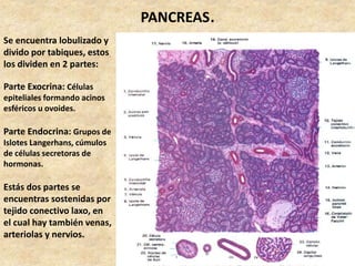 PANCREAS.
Se encuentra lobulizado y
divido por tabiques, estos
los dividen en 2 partes:
Parte Exocrina: Células
epiteliales formando acinos
esféricos u ovoides.
Parte Endocrina: Grupos de
Islotes Langerhans, cúmulos
de células secretoras de
hormonas.
Estás dos partes se
encuentras sostenidas por
tejido conectivo laxo, en
el cual hay también venas,
arteriolas y nervios.
 