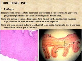 Sistema digestivo final 