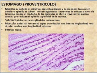 Sistema digestivo final 