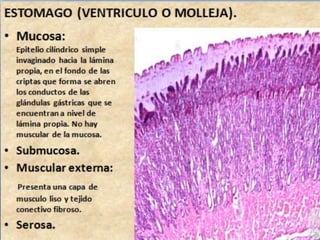 Sistema digestivo final 