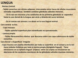 LENGUA
Núcleo Central.
- Tejido conectivo con células adiposas, intercaladas entre haces de células musculares
estriadas esqueléticas. También contiene glándulas salivales menores.
- En la raíz son mucosas y los conductos de las primeras glándulas se expanden
hasta la cara dorsal de la lengua, por atrás y delante del surco terminal.
- En el cuerpo son serosas y se abren en la cara lingual ventral.
Cara ventral es lisa.
- Capa mucosa:
- Tejido epitelial superficial plan estratificado no queratinizado.
- Lamina propia.
- Tejido fibroconectivo elástico que descansa sobre una capa submucosa de tejido
conectivo.
Cara Dorsal o Superficial irregular
- Capa mucosa con papilas distribuidas por toda su superficie en el cuerpo y en la raíz
tiene nódulos linfáticos por toda la lamina propia (Amígdala lingual). Tiene
elevaciones en su epitelio lingual (criptas) entre sus criptas se encuentran las
aberturas de los conductos excretores de las glándulas salivales mucosas menores.
 