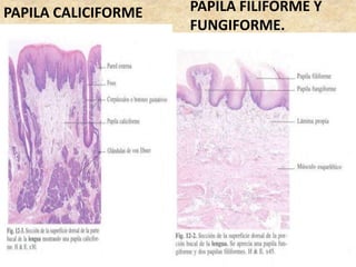 PAPILA CALICIFORME PAPILA FILIFORME Y
FUNGIFORME.
 