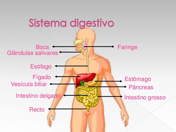 sistema digestivo