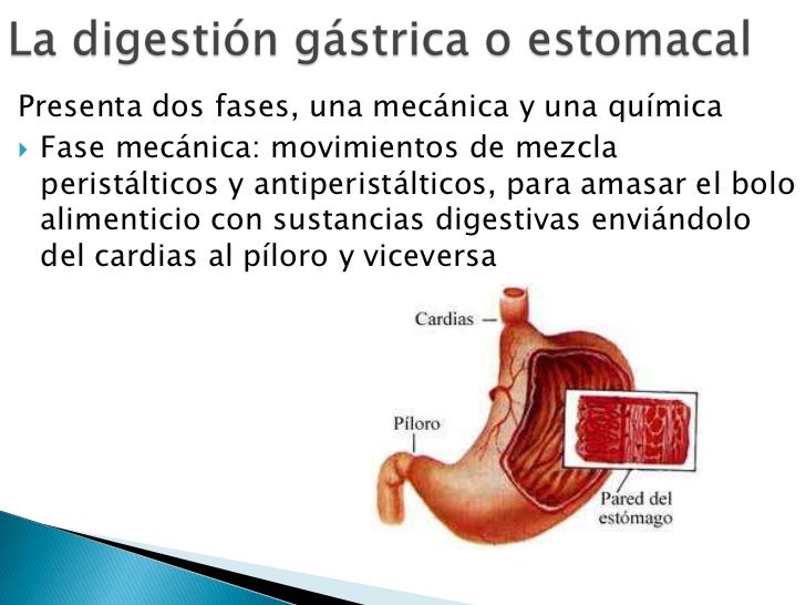pic Imagenes De La Digestion Gastrica sistema digestivo humano