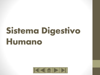 Sistema Digestivo 
Humano 
 