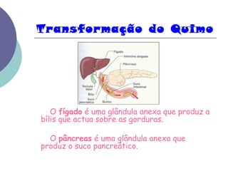 Transformação do Quimo 
O fígado é uma glândula anexa que produz a 
bílis que actua sobre as gorduras. 
O pâncreas é uma glândula anexa que 
produz o suco pancreático. 
 