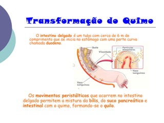 Transformação do Quimo 
O intestino delgado é um tubo com cerca de 6 m de 
comprimento que se inicia no estômago com uma parte curva 
chamada duodeno. 
Os movimentos peristálticos que ocorrem no intestino 
delgado permitem a mistura da bílis, do suco pancreático e 
intestinal com o quimo, formando-se o quilo. 
 