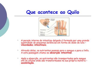 Que acontece ao Quilo 
☆ A parede interna do intestino delgado é formada por uma grande 
quantidade de pequenas saliências em forma de dedo de luva – 
vilosidades intestinais. 
☆ Através delas, os nutrientes passam para o sangue e para a linfa. 
A esta passagem chama-se absorção intestinal. 
☆ Após a absorção, os nutrientes são transportados pelo sangue 
até às células onde são transformados na sua própria matéria – 
assimilação. 
 