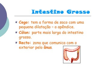 Intestino Grosso 
❦ Cego: tem a forma de saco com uma 
pequena dilatação – o apêndice. 
❦ Cólon: parte mais larga do intestino 
grosso. 
❦ Recto: zona que comunica com o 
exterior pelo ânus. 
 