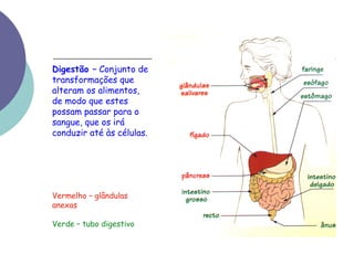 Digestão – Conjunto de 
transformações que 
alteram os alimentos, 
de modo que estes 
possam passar para o 
sangue, que os irá 
conduzir até às células. 
Vermelho – glândulas 
anexas 
Verde – tubo digestivo 
 