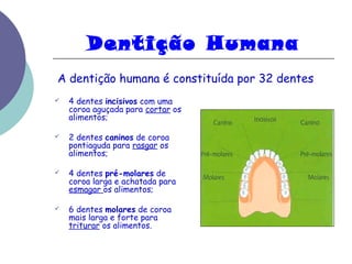 Dentição Humana 
A dentição humana é constituída por 32 dentes 
 4 dentes incisivos com uma 
coroa aguçada para cortar os 
alimentos; 
 2 dentes caninos de coroa 
pontiaguda para rasgar os 
alimentos; 
 4 dentes pré-molares de 
coroa larga e achatada para 
esmagar os alimentos; 
 6 dentes molares de coroa 
mais larga e forte para 
triturar os alimentos. 
 